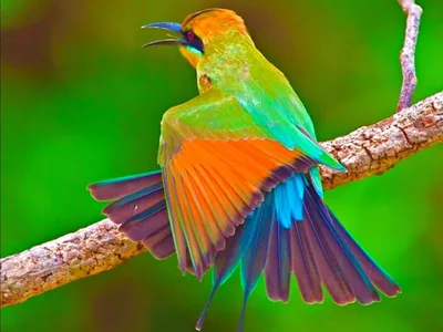 Разноцветные птички из арахиса мастер-класс - kidscraft.ru