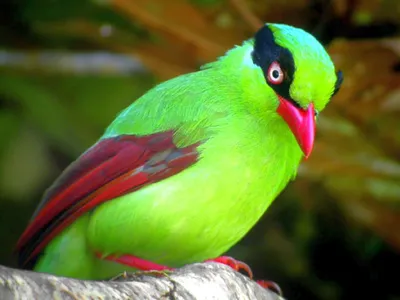 Большой острый нос разноцветные птицы на ветке дерева на зеленом фоне птицы  обои скачать - обои для рабочего стола