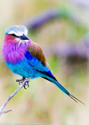 Яркие разноцветные маленькие птицы …» — создано в Шедевруме