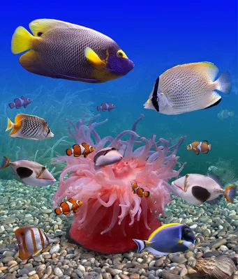 Пазл «Разноцветные рыбы» из 660 элементов | Собрать онлайн пазл №73490