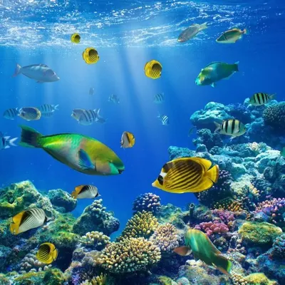 Разноцветные рыбки в аквариуме на синем фоне воды Stock-Foto | Adobe Stock