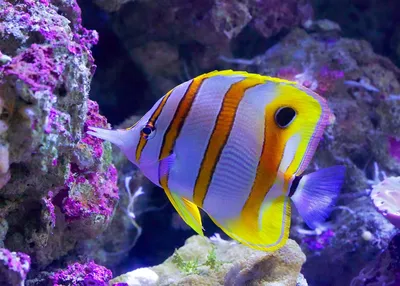 Разноцветные рыбки | Decorel