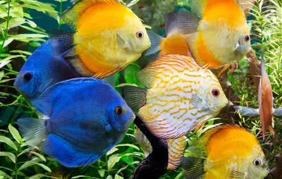 Разноцветные рыбы (70 фото)