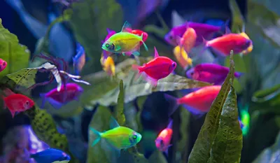Разноцветные рыбы, Кои Angelfish Тропические рыбы Рисунок, Аквариумные рыбы,  акварель, карандаш, животные png | Klipartz