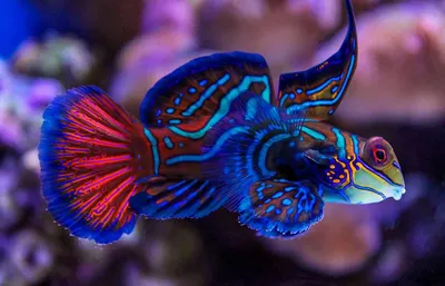 Цветной рисунок рыбки - 76 фото