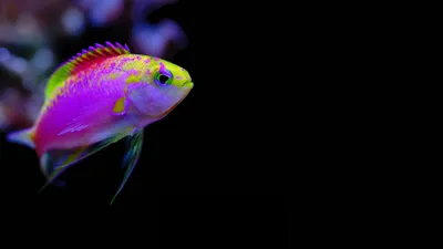 Цветные рыбы (11 фото) | Екабу.ру - развлекательный портал