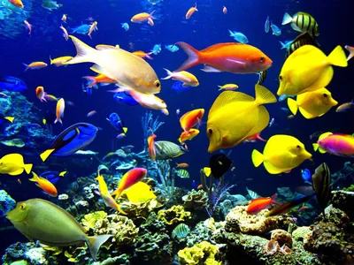 Разноцветные рыбы изображение. изображение: 84922516