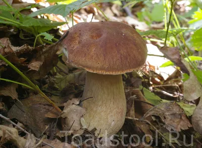 Boletus reticulatus, Белый гриб сетчатый