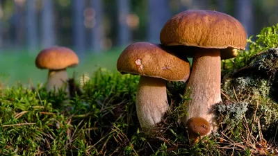 На Кубани начался сезон сбора грибов - 4 октября, 2016 Материалы «Кубань 24»