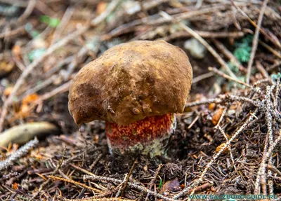 Larisa Silaeva on Instagram: \"Белый гриб Сосновый на мой взгляд самый  эффектный, красивый, желанный! А вам какие виды Белых грибов больше  нравятся?)) Всем хороших выходных и полных корзин!!! #белыйгриб  #белыйгрибсосновый #грибнойсезон #загрибами #