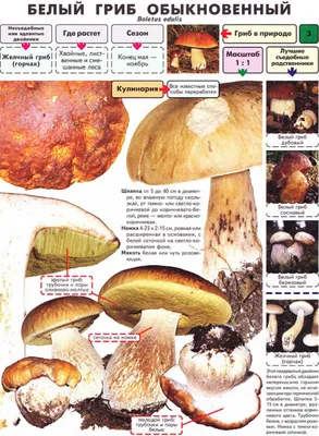 Как отличить ядовитый гриб от съедобного, как выглядит бледная поганка,  сатанинский гриб, желчный гриб - 3 сентября 2021 - НГС