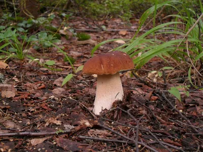 Разновидность белых грибов: фото и описание, боровик еловый, берёзовый,  дубовый, сосновый