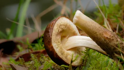 Boletus edulis - Boletus - Грибы средней полосы