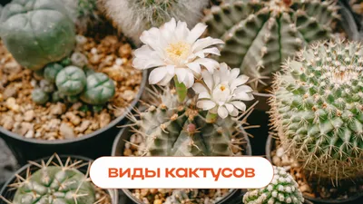 разные виды кактусов в комнате, виды комнатных кактусов с картинками фон  картинки и Фото для бесплатной загрузки