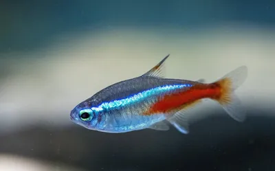 Хочу купить мандарин (Synchiropus splendidus ).