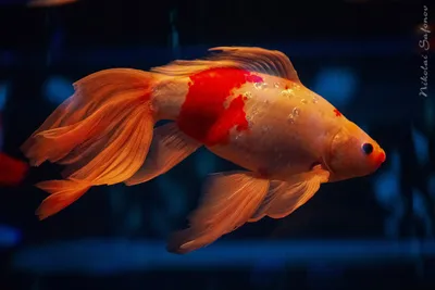 Светящиеся рыбки GloFish | виды, описание, содержание