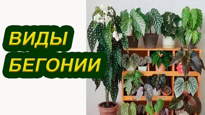 Бегонии декоративно лиственные - виды с фото и уход. | Klumba-plus | Дзен