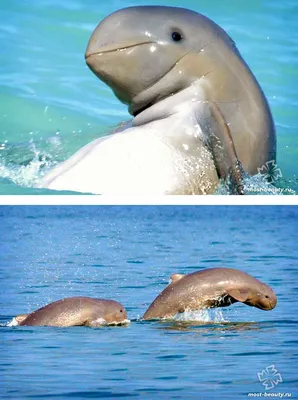 🐬Невероятно красивые разновидности дельфинов, подарят нам в эту среду  отличное настроение! | Жанна Аттар | Дзен