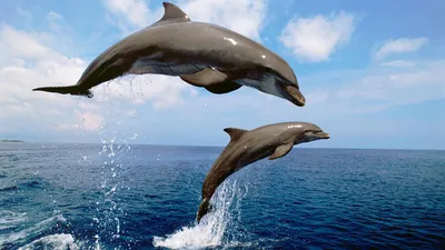 типы дельфинов и плавучих млекопитающих Иллюстрация вектора - иллюстрации  насчитывающей морск, рыбы: 250892200