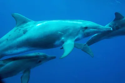 Биологи выявили новый подвид дельфинов - Газета.Ru | Новости