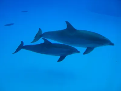Фото дельфинов, прыгающих в океане | Премиум Фото