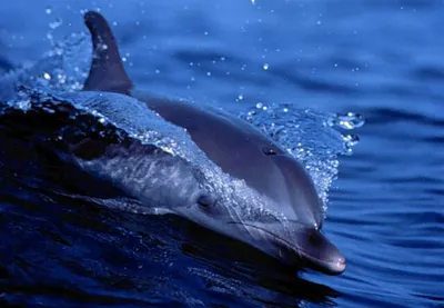 Посмотреть китов и дельфинов на Тенерифе. Морские прогулки, аренда и прокат  яхт