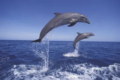 Дельфин с названием компании на хвосте | Премиум Фото