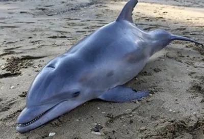 Дельфины - уникальные животные, которые живут в океане» — создано в  Шедевруме