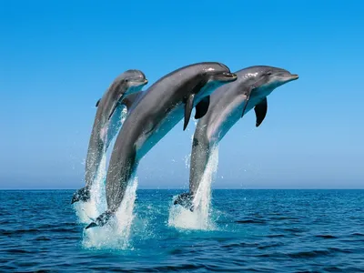 Люди океана: как дельфины научились жить в свое удовольствие | Вокруг Света