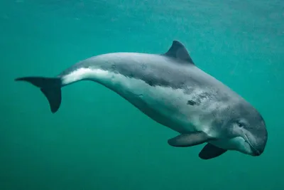 Самки дельфинов во время беременности становятся легкой добычей для хищников