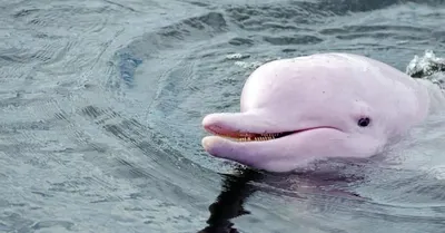Набор фигурок Safari Ltd Дельфины за 1,980 руб – купить в интернет-магазине  КуклаДом в Москве и России, отзывы