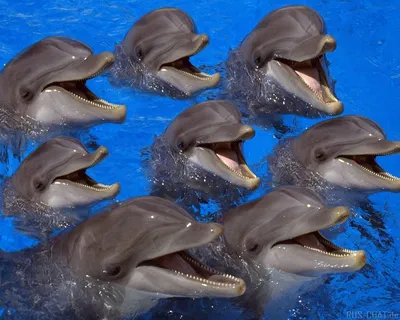 Ученые обнаружили диалект в «речи» черных дельфинов