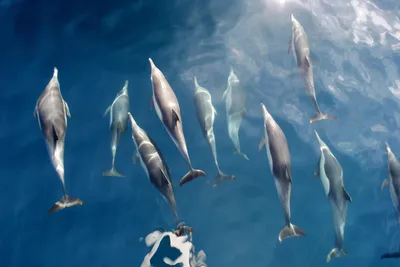 В Средиземноморье пришел вирус, убивающий дельфинов - АЗЕРТАДЖ