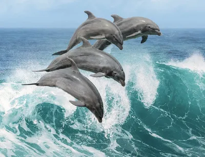 Научно-экологический Центр спасения дельфинов \"Дельфа\" | Sochi