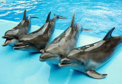 Calaméo - дельфины