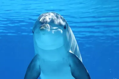 У дельфинов нашли функционирующий клитор. Оказывается, они тоже испытывают  удовольствие во время секса 🐬 — Meduza