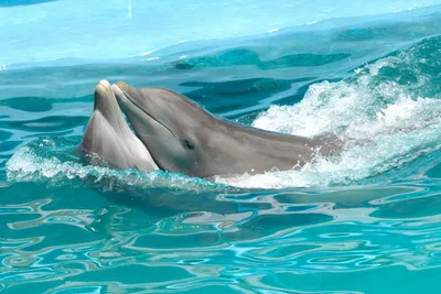 Маскат: экскурсия на лодке с наблюдением за дельфинами | GetYourGuide