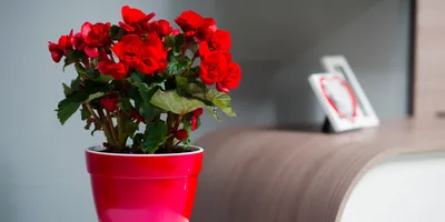 Пересадка комнатных цветов 2023 как пересадить в домашних условиях по  календарю