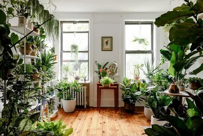Комнатные растения с пёстрыми листьями | Цветы в интерьере |  Интернет-магазин орхидей и декоративных цветов в Москве. У нас вы можете  купить орхидеи с доставкой.