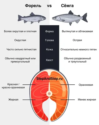 Как отличить сёмгу от форели? Какая из них дороже, а какая вкуснее? - Шаг  за Шагом