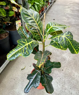 Кротон (Croton) — описание, выращивание, фото | на LePlants.ru