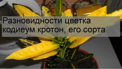 Кротон, Кодиеум домашнее дерево купить в интернет-магазине Мандарин