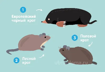 Разновидности ловушек для кротов - как избавиться от кротов с помощью  кротоловок | klophlop.ru