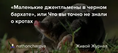 Цистецефал: Вероятно, самый древний аналог крота. Звероящер, что жил до  динозавров | Пикабу