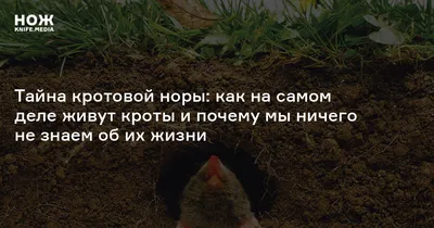 Уничтожение кротов в Энгельсе - Ликвидирование кротов СЭС