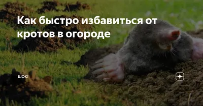 Как вывести кротов с дачного садового участка народными средствами в  Московской области