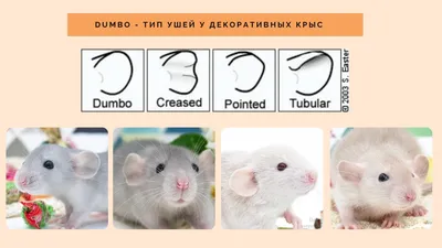 Разновидности крыс фото фото