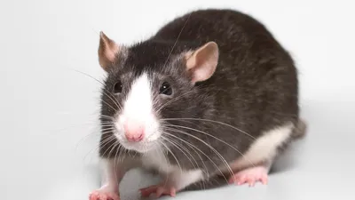 Пять забавных пород крыс для содержания дома! | МанкиБлог | Дзен