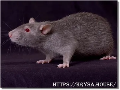 Щетинистые крысы — Википедия