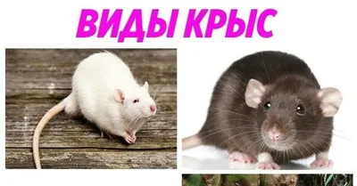 Некоторые разновидности крыс | Not a milf yet | Дзен